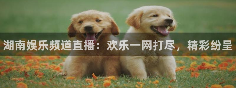 辉达娱乐加拿大官网：湖南娱乐频道直播：欢乐一网打尽，精彩纷呈